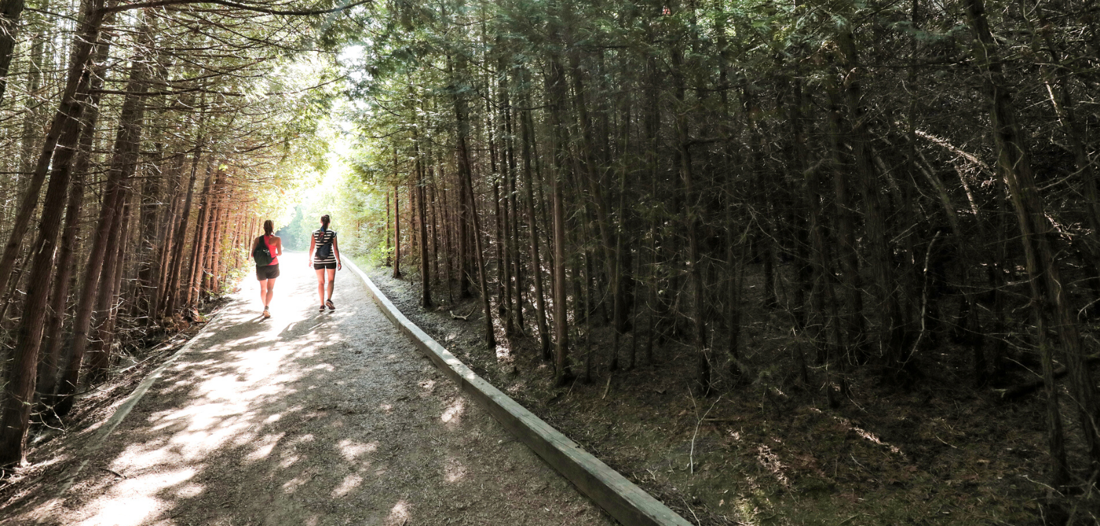 The backs of two women walking on a trail. There are tall trees on both sides and the sun is shining in front of them. 